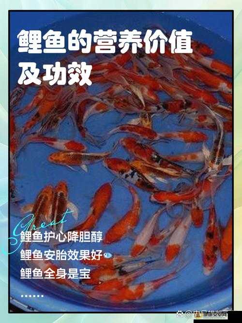 鲤鱼吸水正确姿势的奥秘及要点解析